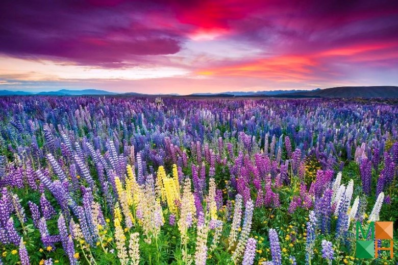 Tranh dán tường Hàn Quốc 3d khổ lớn tại Hà Nội NA - 326